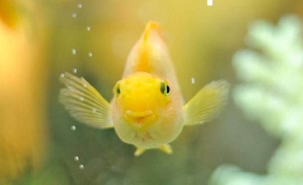 1er avril - Ce qu'il ne fallait pas croire hier 1er avril - Ce qu'il ne fallait pas croire hier